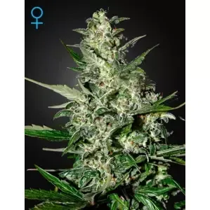 Super Critical Auto - samonakvétací semínka 3 ks Green House Seeds