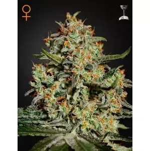 Big Bang - feminizovaná semínka 3 ks Green House Seeds