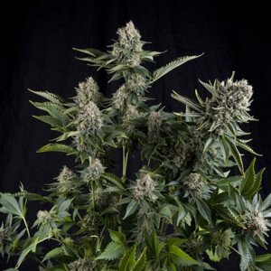 CBD White Widow - feminizovaná semena 3 ks Pyramid Seeds