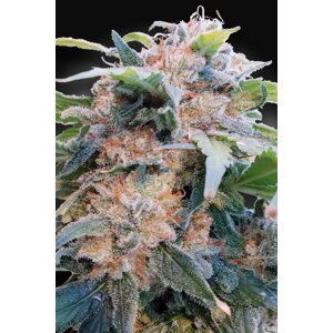 CBDream - feminizovaná semínka 3ks Paradise Seeds