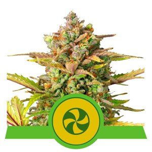 Sweet ZZ Automatic - feminizovaná a samonakvétací semínka 5 ks Royal Queen Seeds