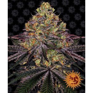 Watermelon Zkittlez - feminizovaná semínka 3 ks Barney´s Farm