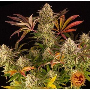 Blue Sunset Sherbert - Feminizovaná semínka 3 ks Barney´s Farm