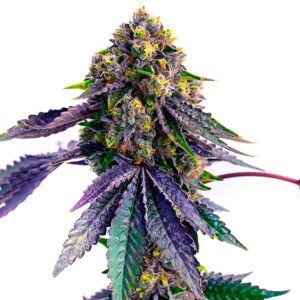 Blue Gelato 41- feminizovaná semena 10 ks Barney´s Farm