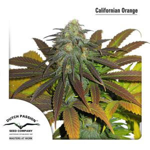 Californian Orange -  feminizovaná semínka 3 ks Dutch Passion