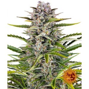 Gorilla Zkittlez Auto - samonakvétací semínka 3 ks Barney´s Farm