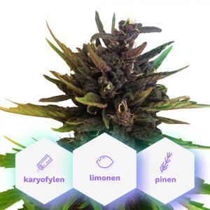 Auto Purple CBD - samonakvétací semena Cannapio Premium 10 ks