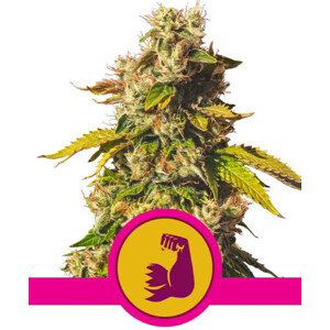 Hulkberry - feminizovaná semínka 5 ks Royal Queen Seeds