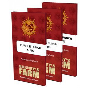 Purple Punch Auto - samonakvétací semínka 3 ks Barney´s Farm