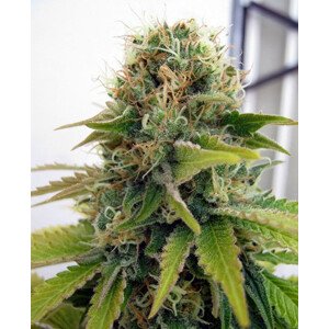 Blueberry - feminizovaná semínka 5 ks Seedsman