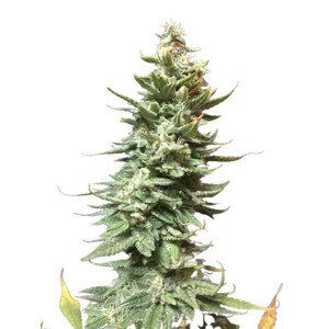 Amnesia Fast - feminizovaná semínka 5 ks Seedsman