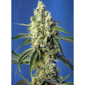 Green Poison CBD - feminizované semena konopí 5 ks Sweet Seeds