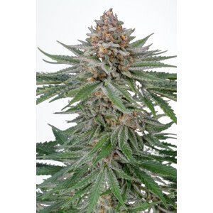 Strawberry Pie Auto - samonakvétací semena marihuany 5 ks Fast Buds