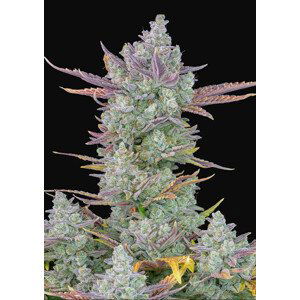 Gorilla Cookies Auto - autoflowering semena marihuany 3 ks Fast Buds