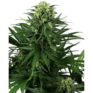 Honey Melon Kush - feminizovaná semena konopí 3 ks, Sensi Seeds