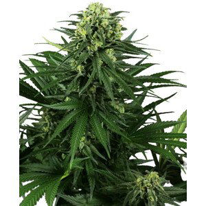 Honey Melon Kush - feminizovaná semena konopí 10 ks, Sensi Seeds