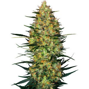 Caramellow Kush Automatic - samonakvétací semena konopí 10 ks, Sensi Seeds