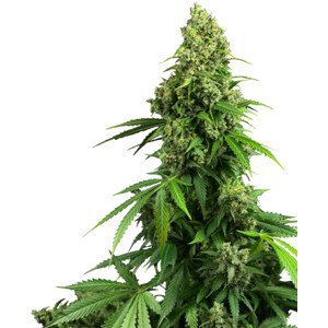 Honey Melon Kush Automatic - autoflowering semena 10 ks Sensi Seeds