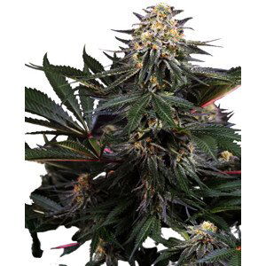 Lockdown Kush - Feminizovaná semena konopí 5 ks, Sensi Seeds