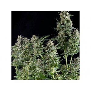 Auto Northern Lights - samonakvétací semena 3 ks Pyramid Seeds