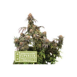 Mandarin Panties - feminizovaná semena konopí 3 ks Seedstockers Superior