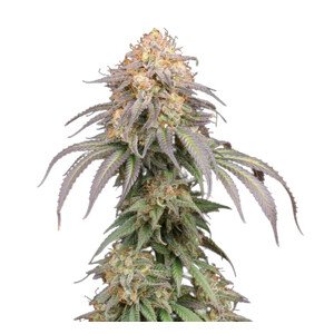 Mandarin Panties Auto - autoflower semena konopí 3 ks Seedstockers Superior