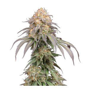 Mandarin Panties  Auto - autoflower semena konopí 5 ks Seedstockers Superior