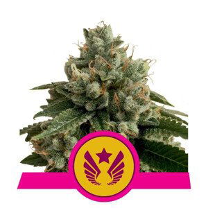 Legendary OG Punch  - feminizovaná semínka 3 ks Royal Queen Seeds