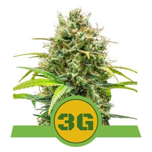 Triple G Auto - feminizovaná semínka 5 ks Royal Queen Seeds