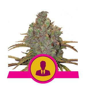 El Patron - feminizovaná semínka 3 ks Royal Queen Seeds