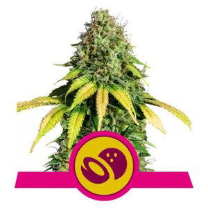 Somango XL - feminizovaná semínka 5 ks Royal Queen Seeds