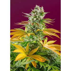 Gorilla Girl F1 FAST - feminizovaná semínka 5 ks  Sweet Seeds