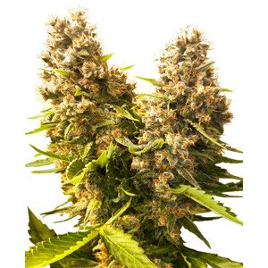 Banana Kush Cake Automatic  - autoflowering semena 10 ks Sensi Seeds