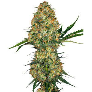 Hindu Kush - feminizovaná semínka 3 ks Sensi Seeds