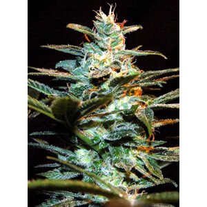 NYC Diesel - feminizovaná semínka 3 ks Sweet Seeds