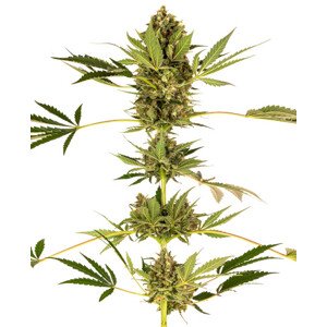 Himalayan CBD - feminizovaná semínka 3 ks Sensi Seeds