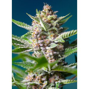 Purple Punch OG - feminizovaná semínka 3 ks  Sweet Seeds