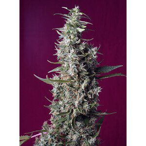 Sweet Cherry Pie - feminizovaná semínka 3 ks  Sweet Seeds