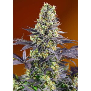 Sweet Zenzation - feminizovaná semínka 3 ks  Sweet Seeds