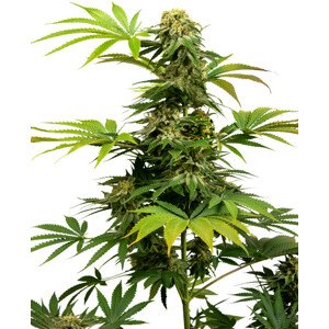 Black Harlequin CBD - feminizovaná semínka 10 ks, Sensi Seeds