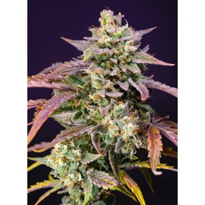 Purple Punch OG XL Auto - feminizovaná semínka 3 ks  Sweet Seeds