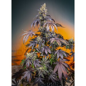 Red Gorilla Girl XL Auto - feminizovaná semínka 3 ks  Sweet Seeds