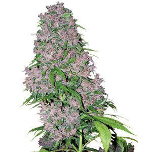 Purple Bud - feminizovaná semínka konopí 5 ks, Sensi Seeds