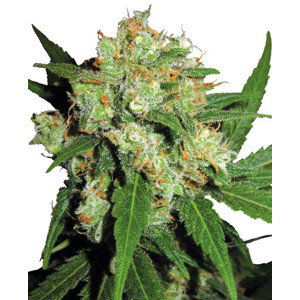 Sensi Skunk - feminizovaná semínka konopí 3 ks, Sensi Seeds