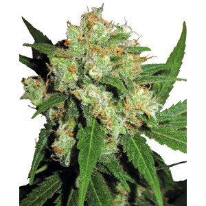 Sensi Skunk - feminizovaná semínka konopí 5 ks, Sensi Seeds