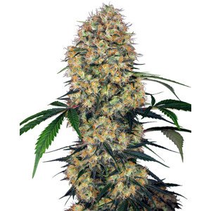 Sensi Amnesia XXL Automatic - samonakvétací semínka konopí 3 ks, Sensi Seeds