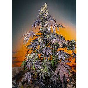 Red Gorilla Girl XL Auto - feminizovaná semínka 5 ks  Sweet Seeds