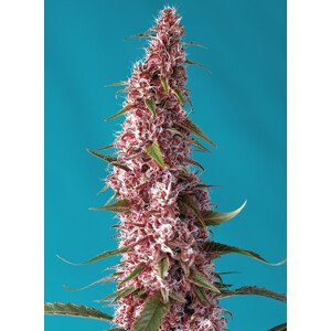 Red Pure CBD Auto - feminizovaná semínka 5 ks  Sweet Seeds