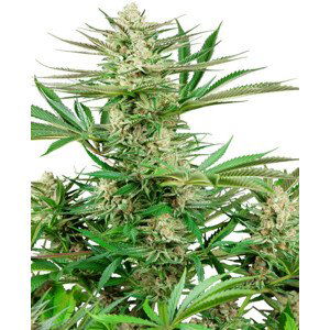 Malibu OG Gold - feminizovaná semena konopí 10 ks, Sensi Seeds