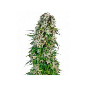 Big Bud Auto - 10 ks feminizované semena Sensi Seeds